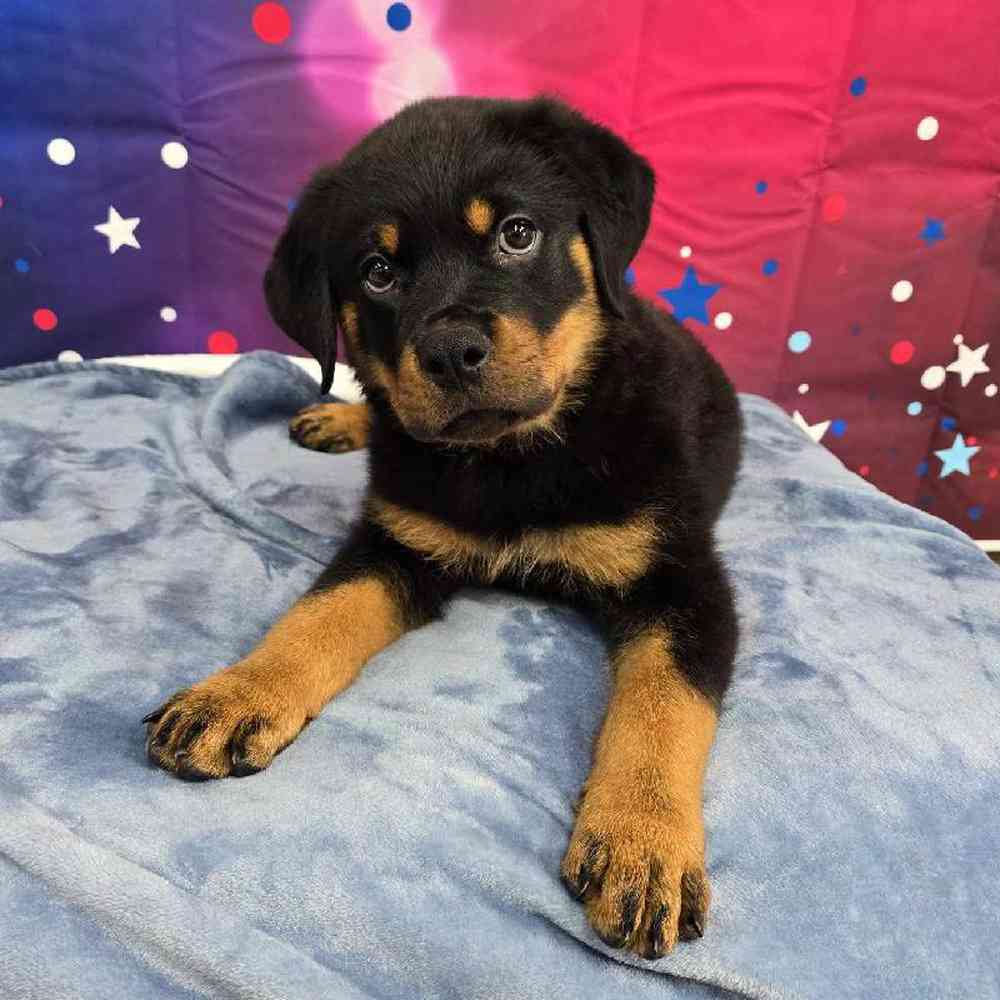 Male Rottweiler Puppy for Sale in Virginia Beach, VA