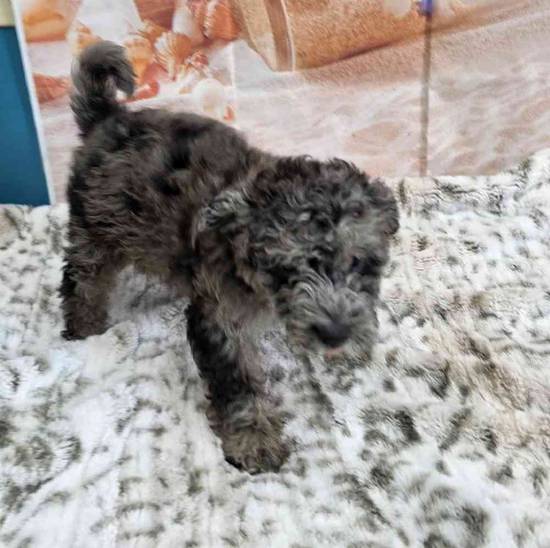 Mini Sheepadoodle 