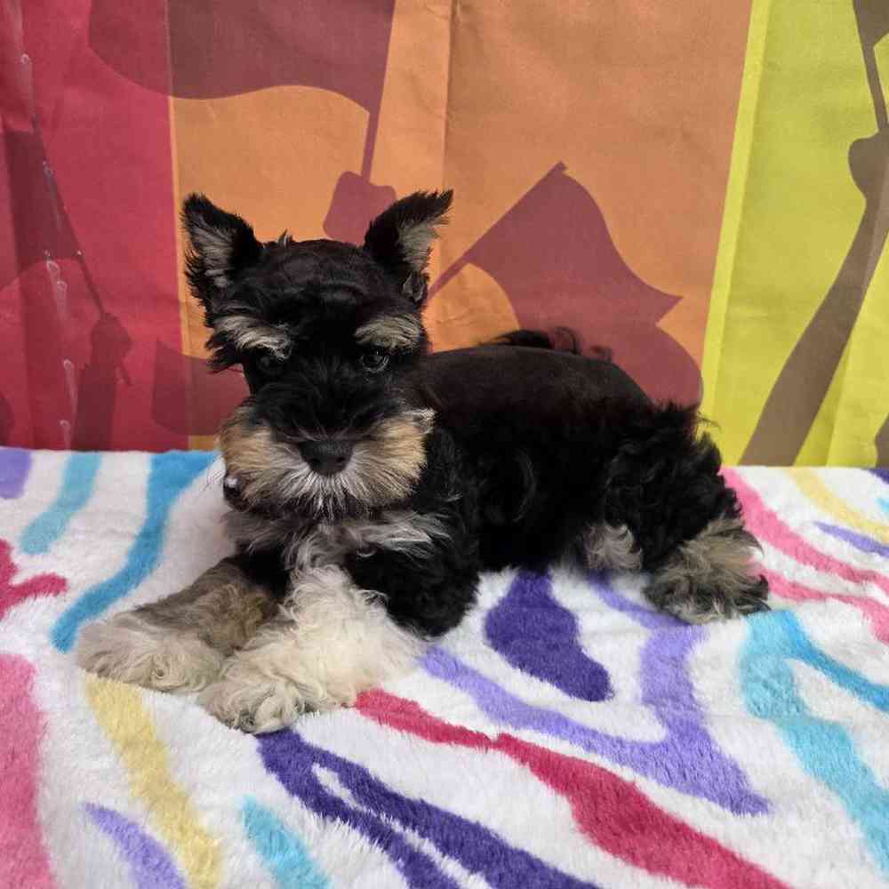 Male Mini Schnauzer Puppy for Sale in Virginia Beach, VA