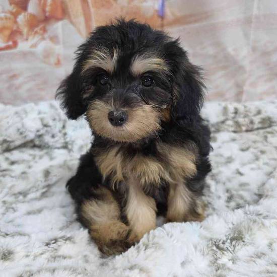 Yorkie-Poo