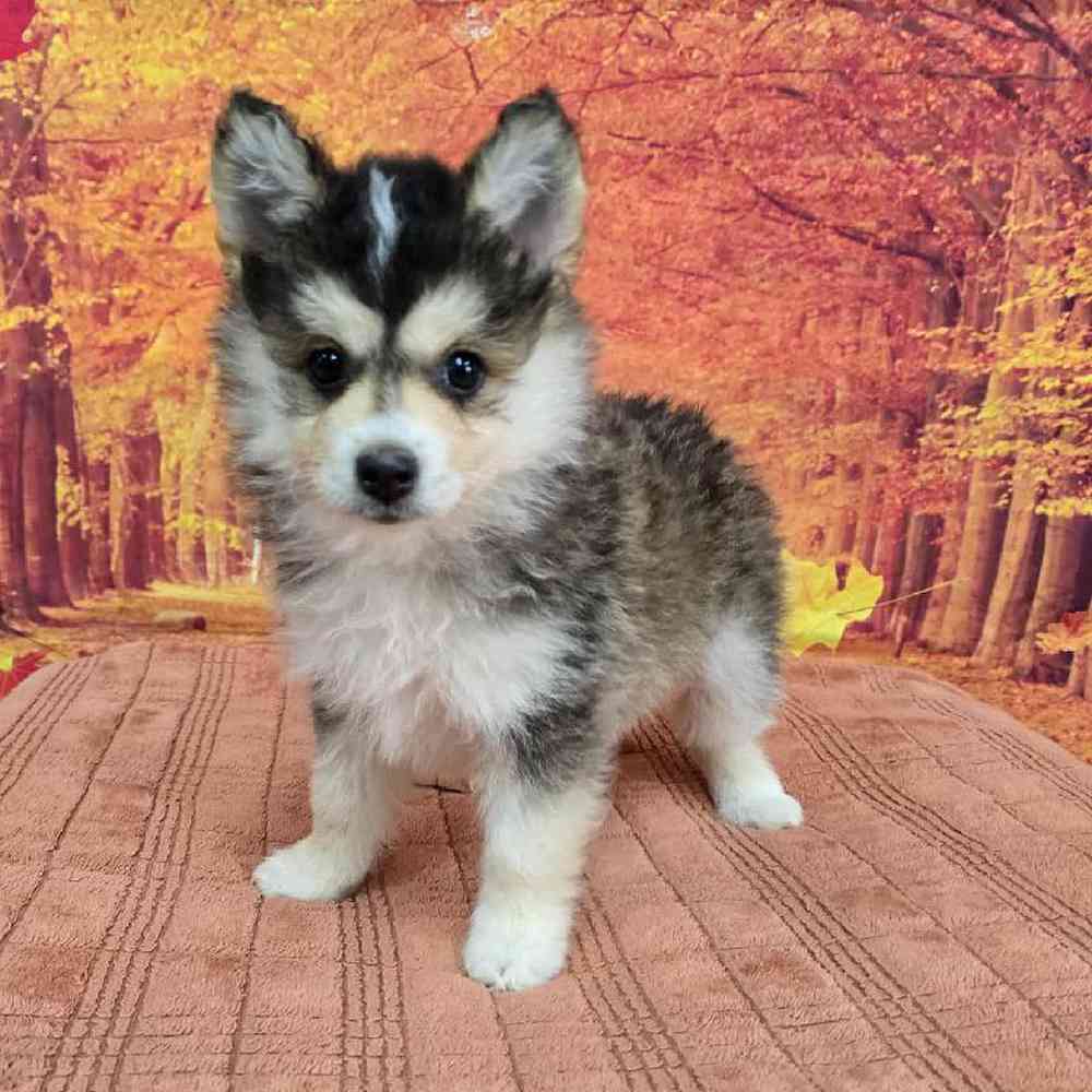 Female Pomsky Puppy for Sale in Virginia Beach, VA