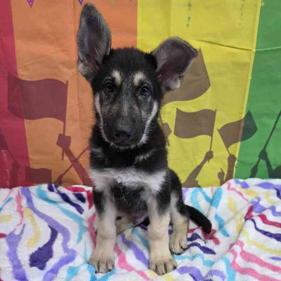 German Shepherd