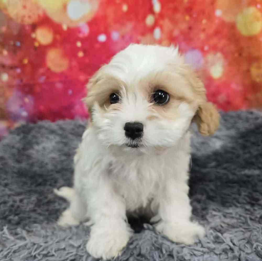 Female Cavachon Puppy for Sale in Virginia Beach, VA