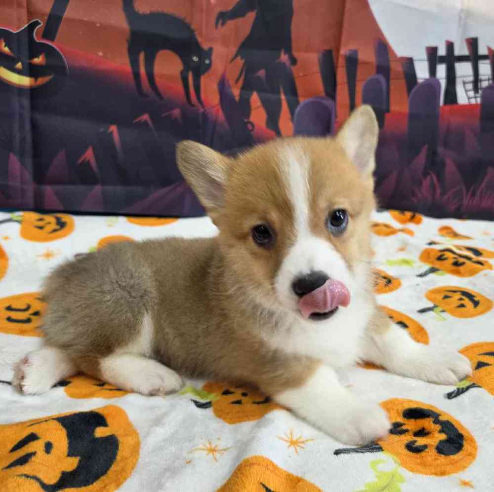 Male Pembroke Welsh Corgi Puppy for Sale in Virginia Beach, VA