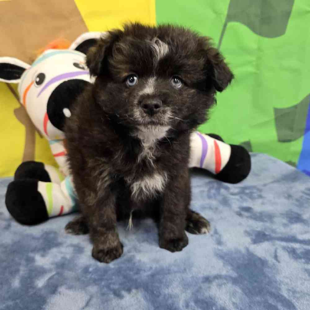 Male Pomsky Puppy for Sale in Virginia Beach, VA