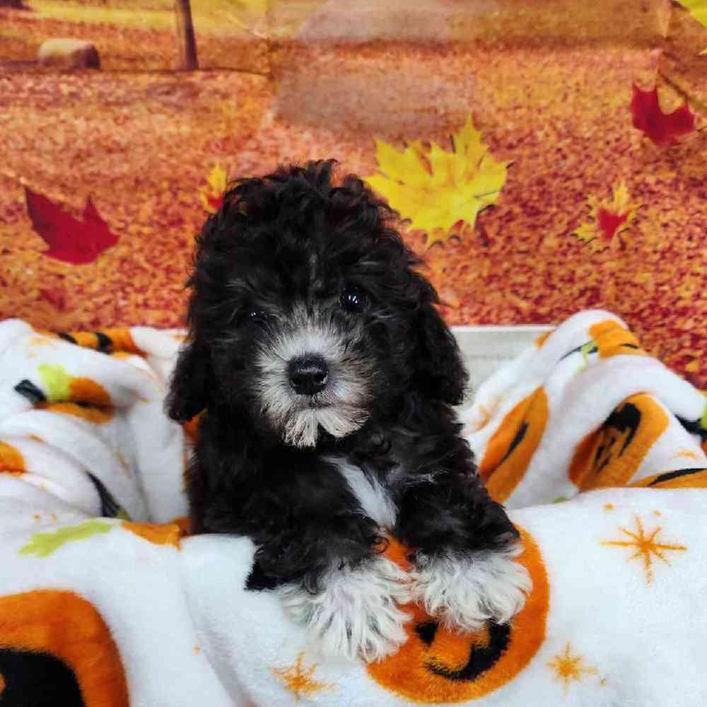Female Cockapoo Puppy for Sale in Virginia Beach, VA