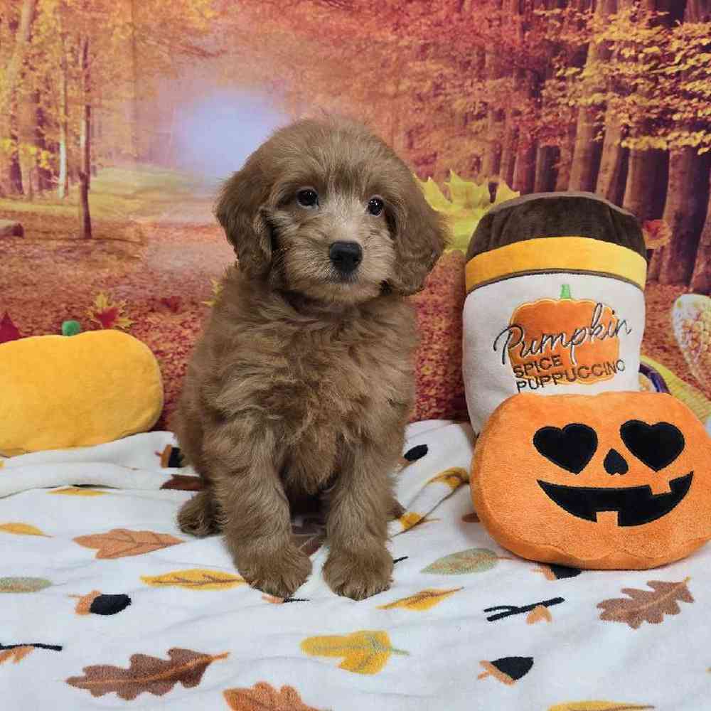 Male Mini Goldendoodle Puppy for Sale in Virginia Beach, VA