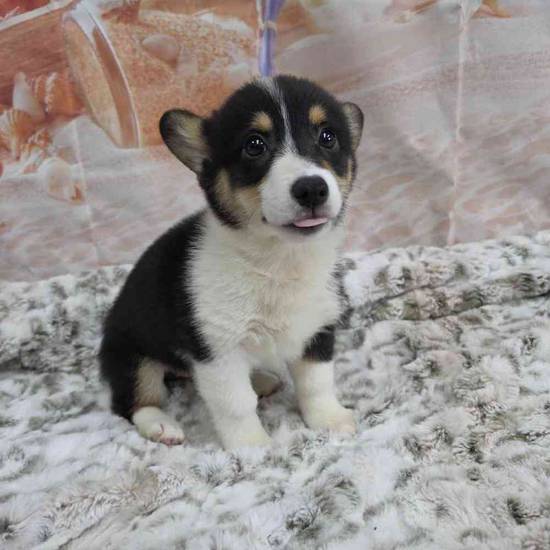 Pembroke Welsh Corgi