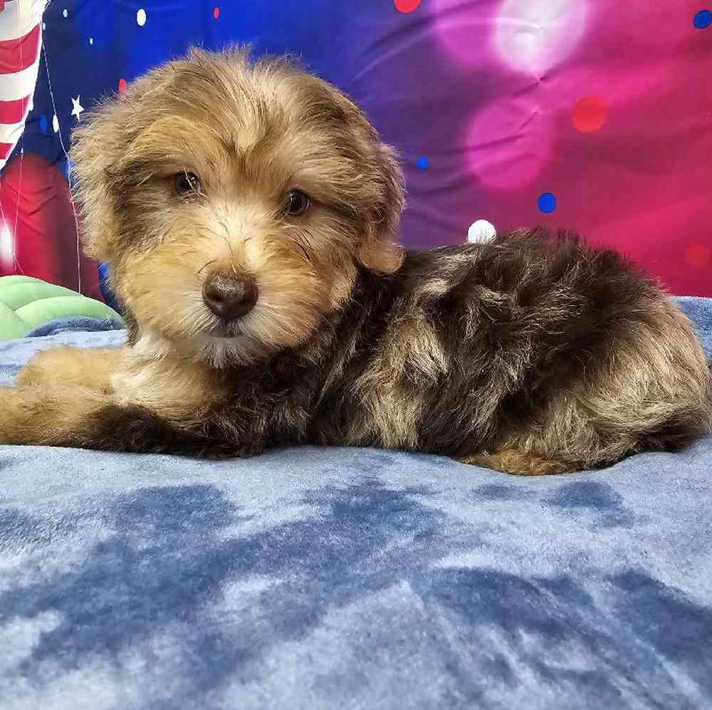 Male Yorkie-Poo Puppy for Sale in Virginia Beach, VA