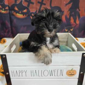 Mini Schnauzer