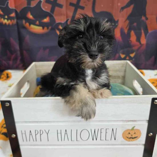 Mini Schnauzer