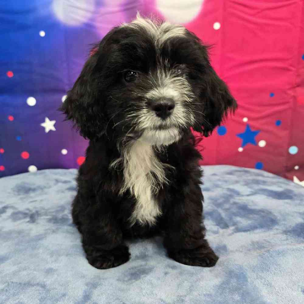 Female Shipoo Puppy for Sale in Virginia Beach, VA