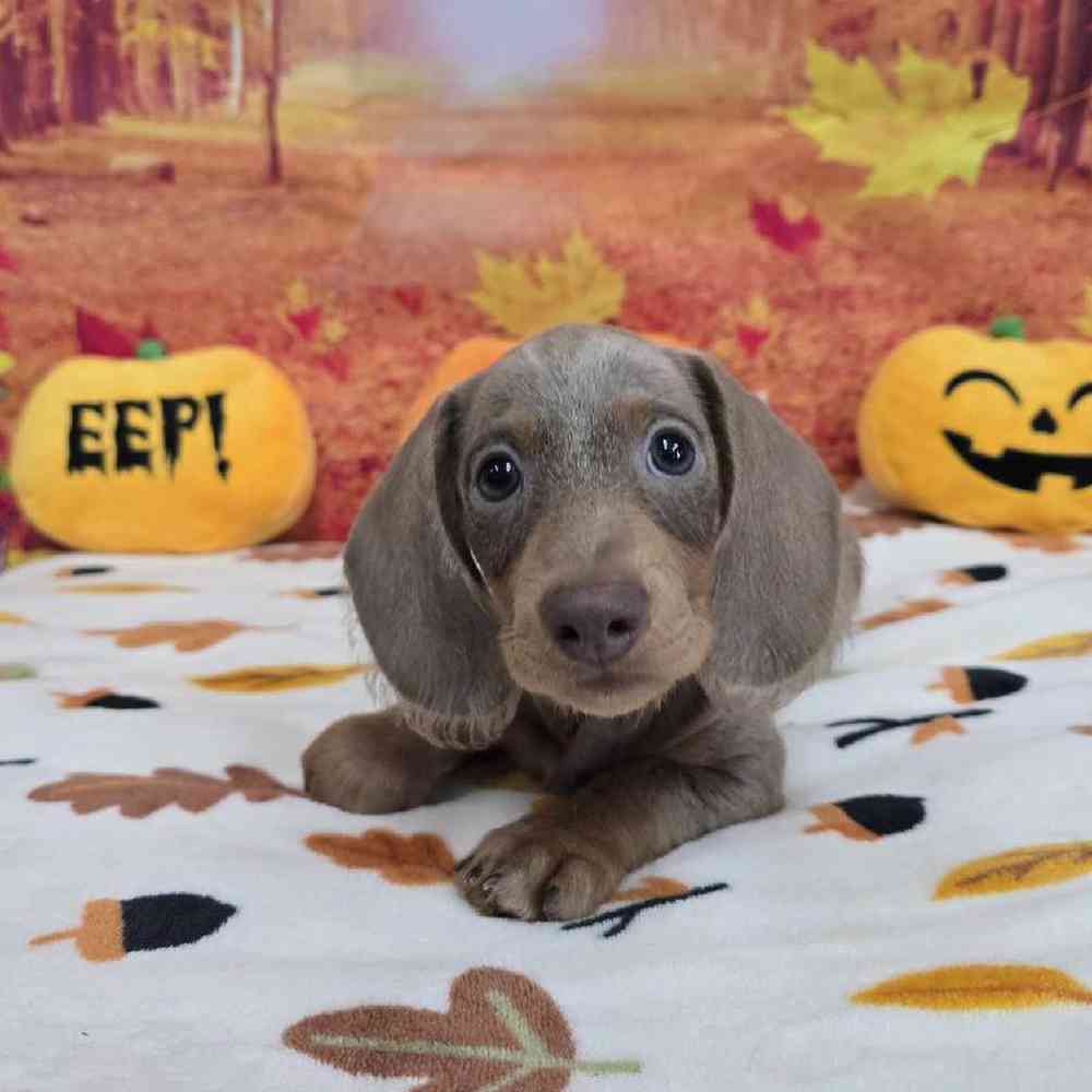 Male Dachshund Puppy for Sale in Virginia Beach, VA