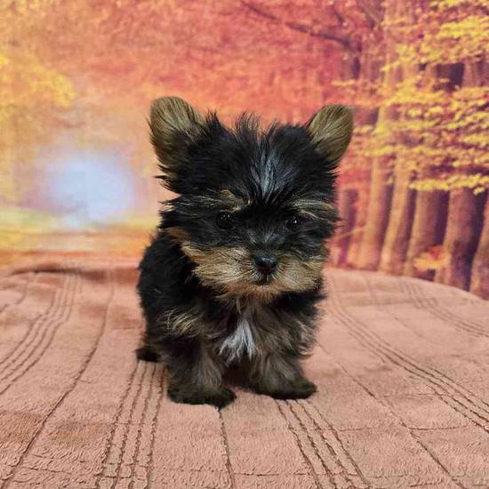 Yorkie