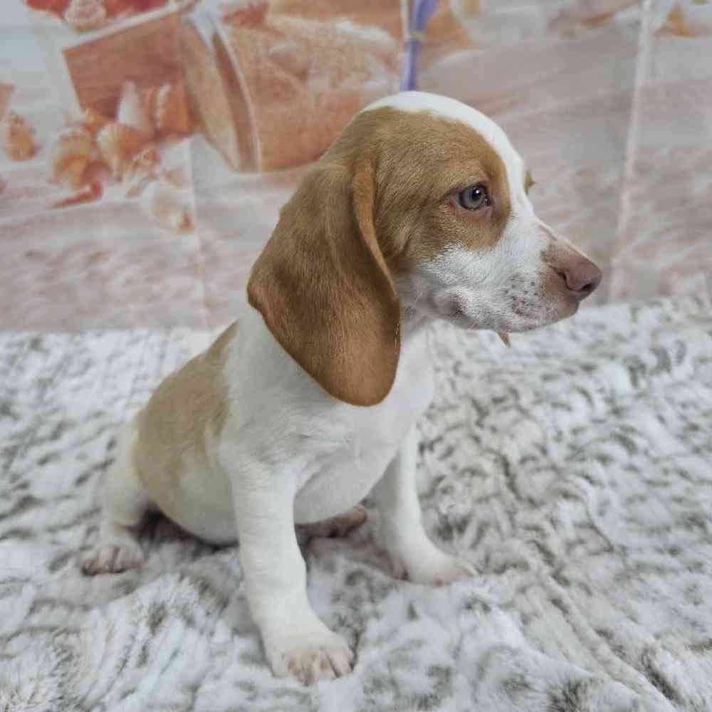 Male Beagle Puppy for Sale in Virginia Beach, VA