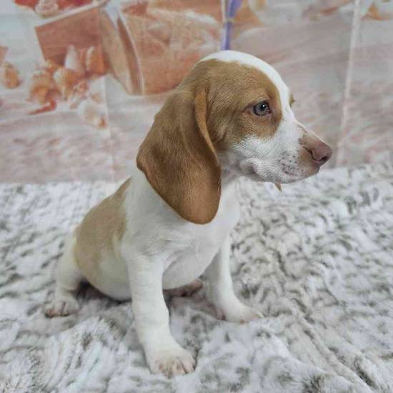 Beagle