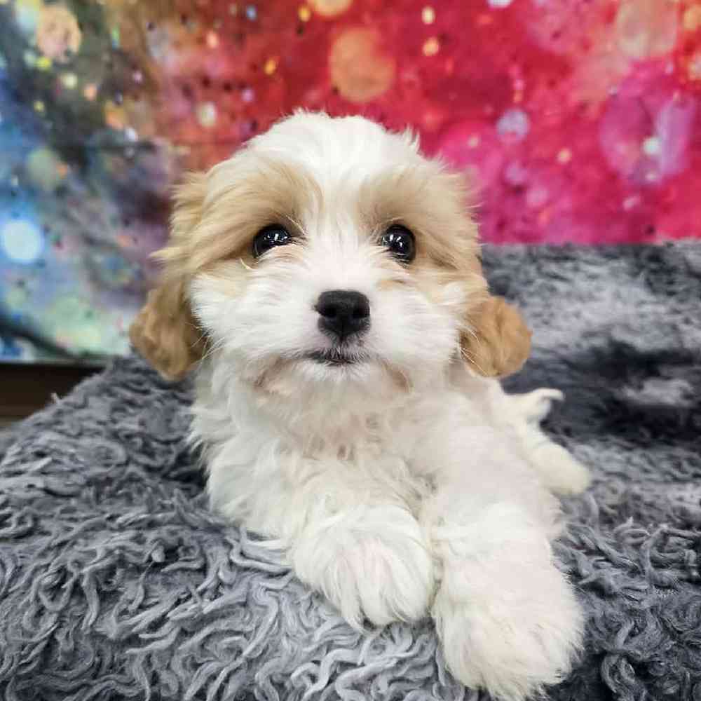 Female Cavachon Puppy for Sale in Virginia Beach, VA