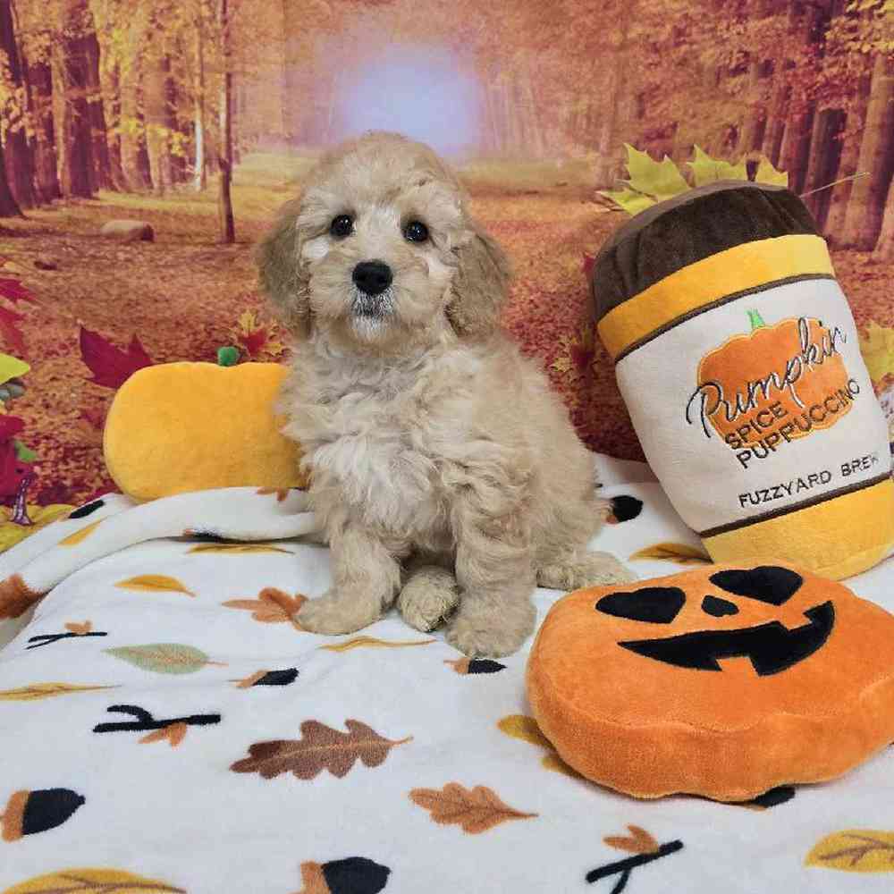 Male Mini Goldendoodle Puppy for Sale in Virginia Beach, VA