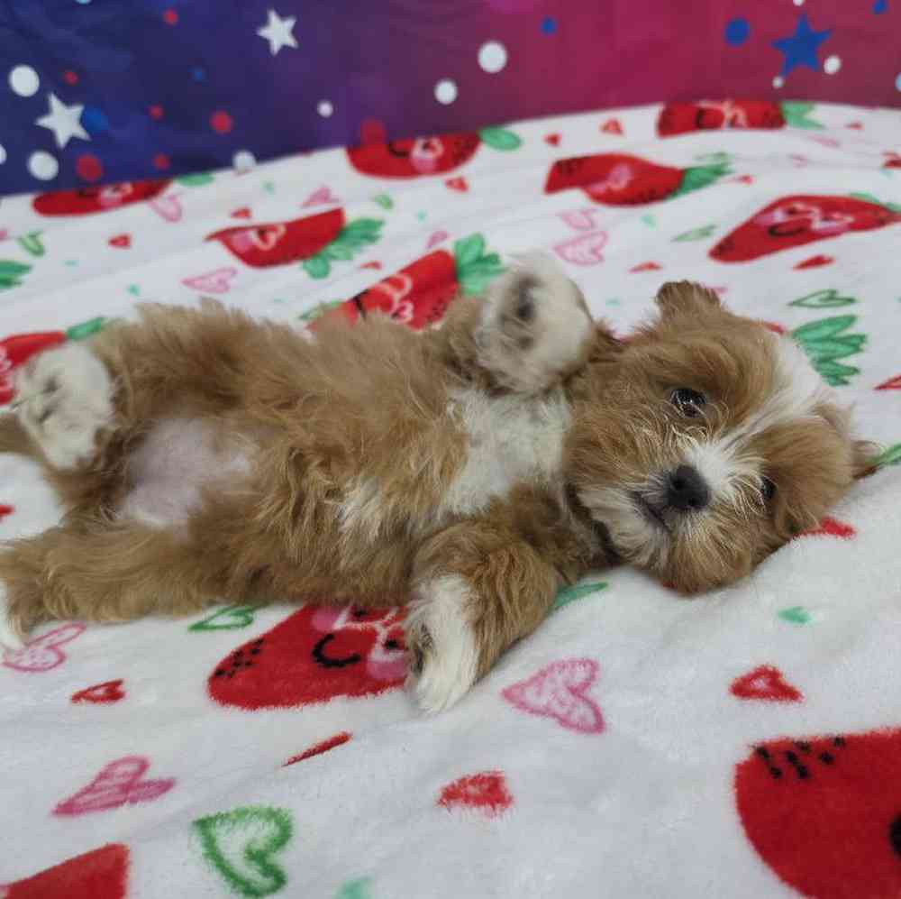 Female Shipoo Puppy for Sale in Virginia Beach, VA
