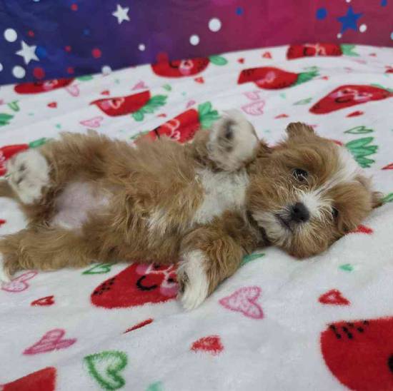 Shipoo