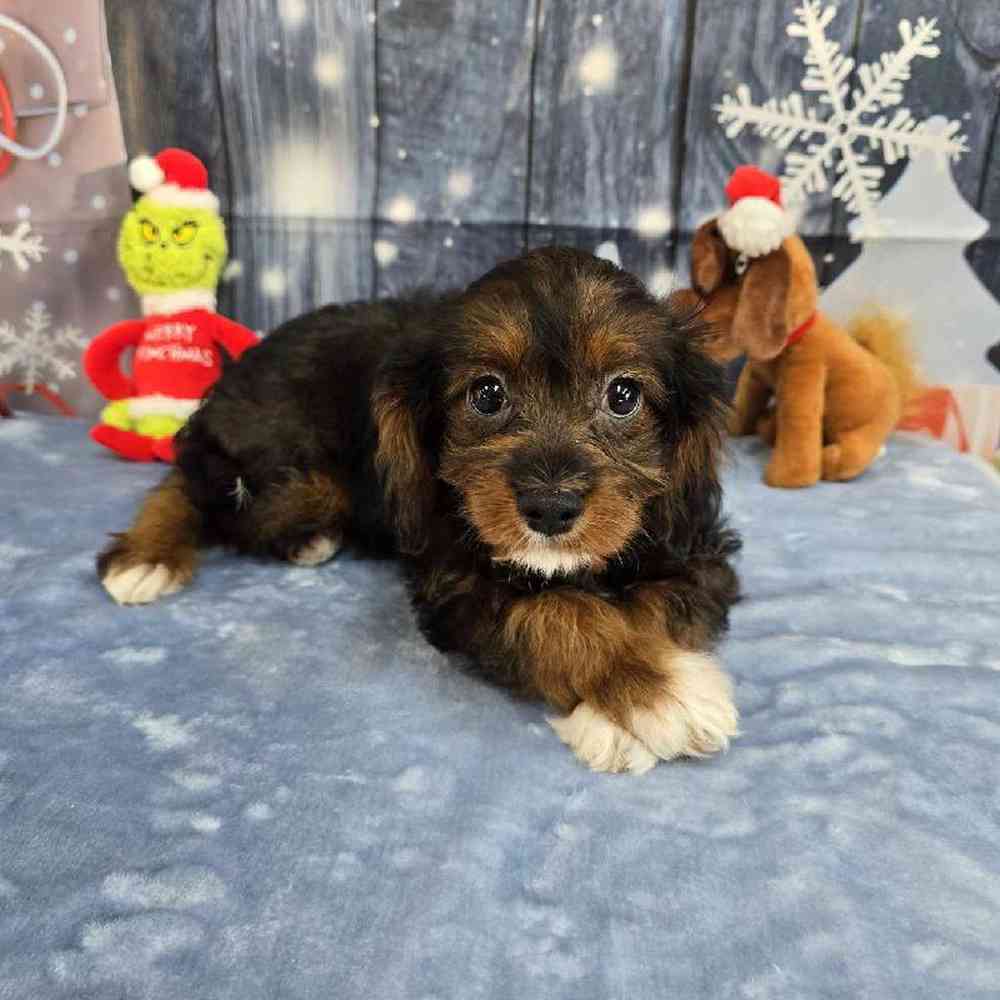 Female Cavapoo Puppy for Sale in Virginia Beach, VA