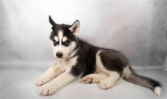 Siberian Husky