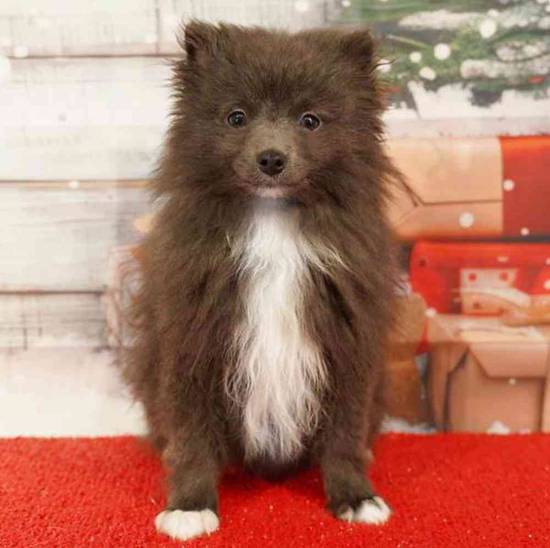 Pomeranian