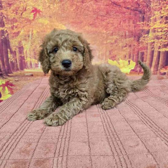 Mini Goldendoodle