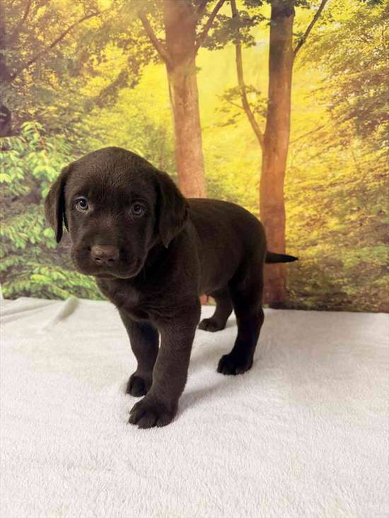 Labrador Retriever