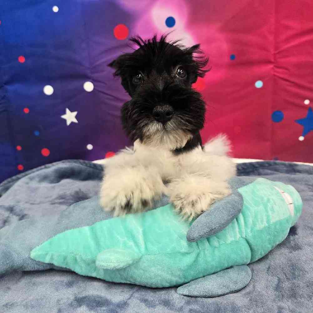 Male Mini Schnauzer Puppy for Sale in Virginia Beach, VA