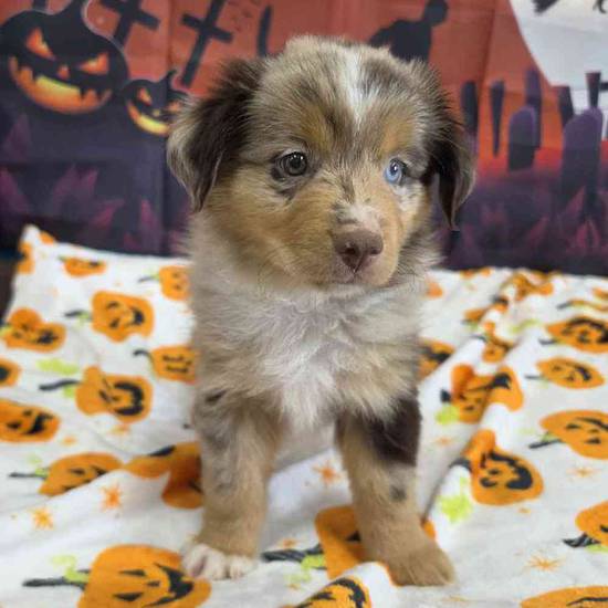 Toy Australian Shepherd 