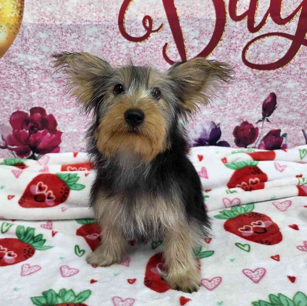 Male Yorkie Puppy for Sale in Virginia Beach, VA