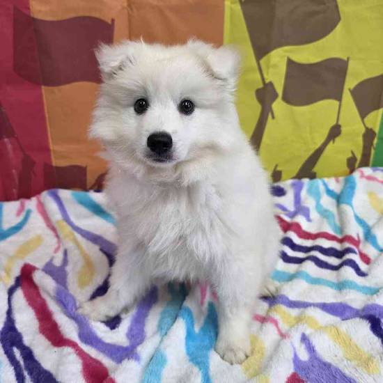 American Eskimo