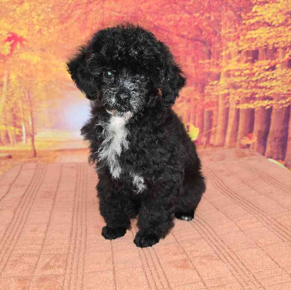 Female Mini Poodle Puppy for Sale in Virginia Beach, VA