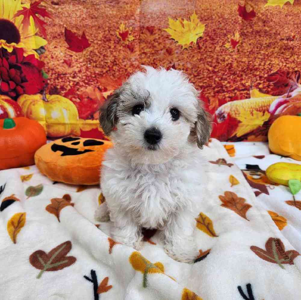 Male Bichonpoo Puppy for Sale in Virginia Beach, VA