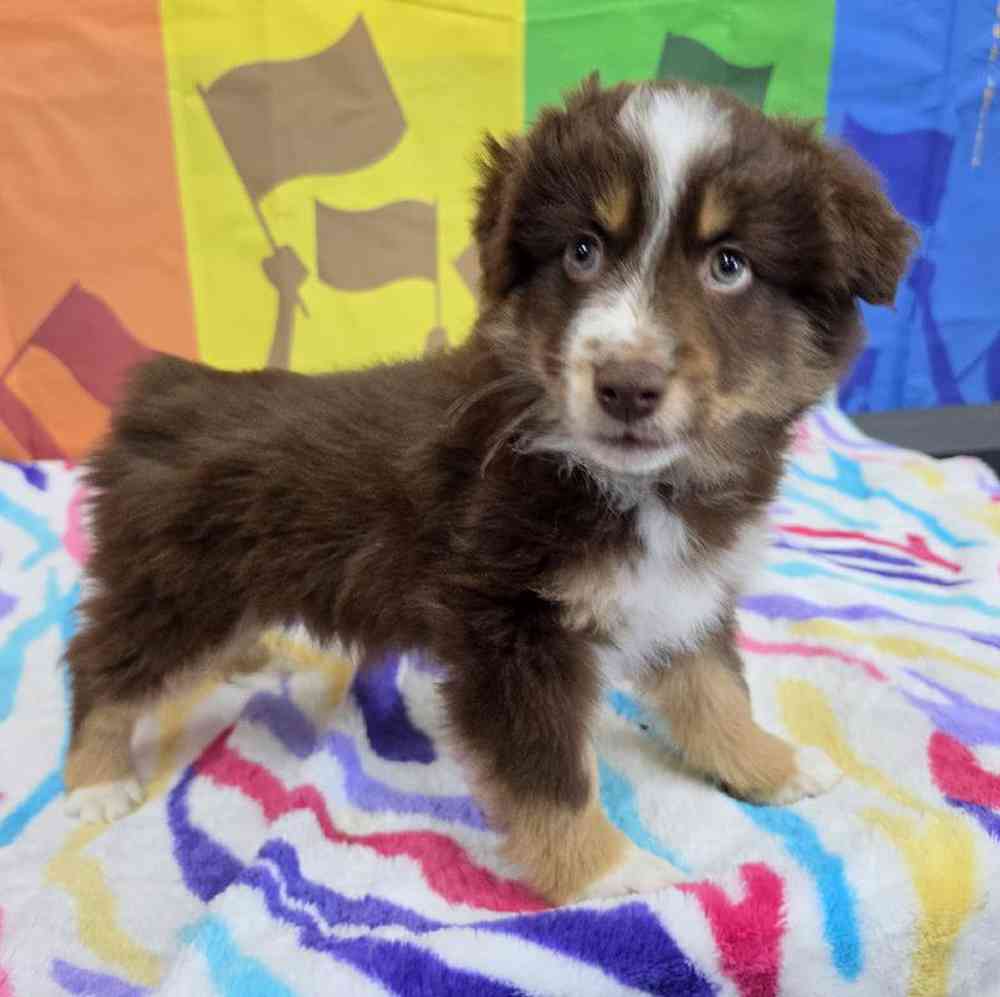 Male Australian Shepherd Puppy for Sale in Virginia Beach, VA