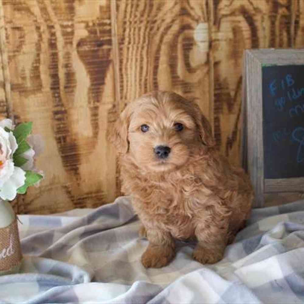 Male Mini Goldendoodle Puppy for Sale in Virginia Beach, VA