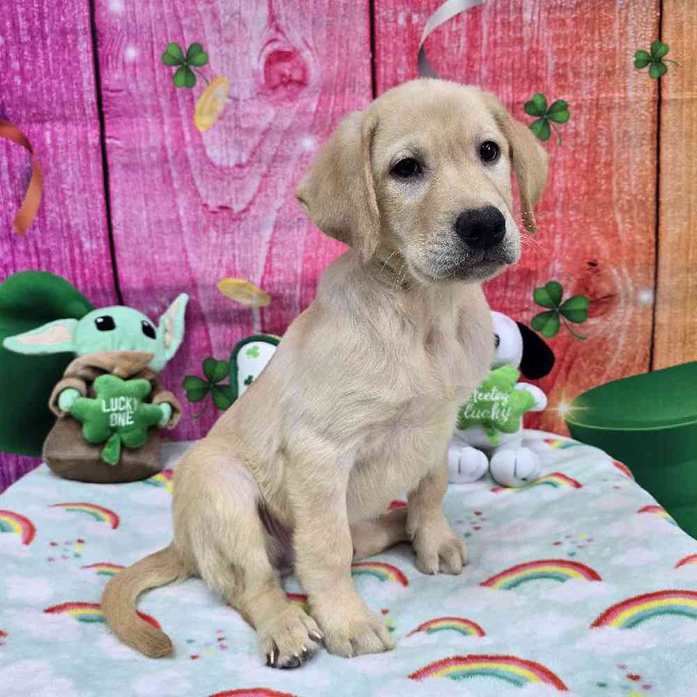 Male Labrador Retriever Puppy for Sale in Virginia Beach, VA