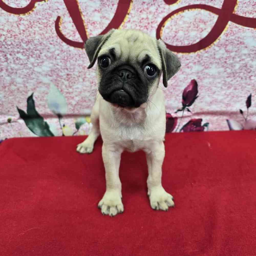 Male Pug Puppy for Sale in Virginia Beach, VA
