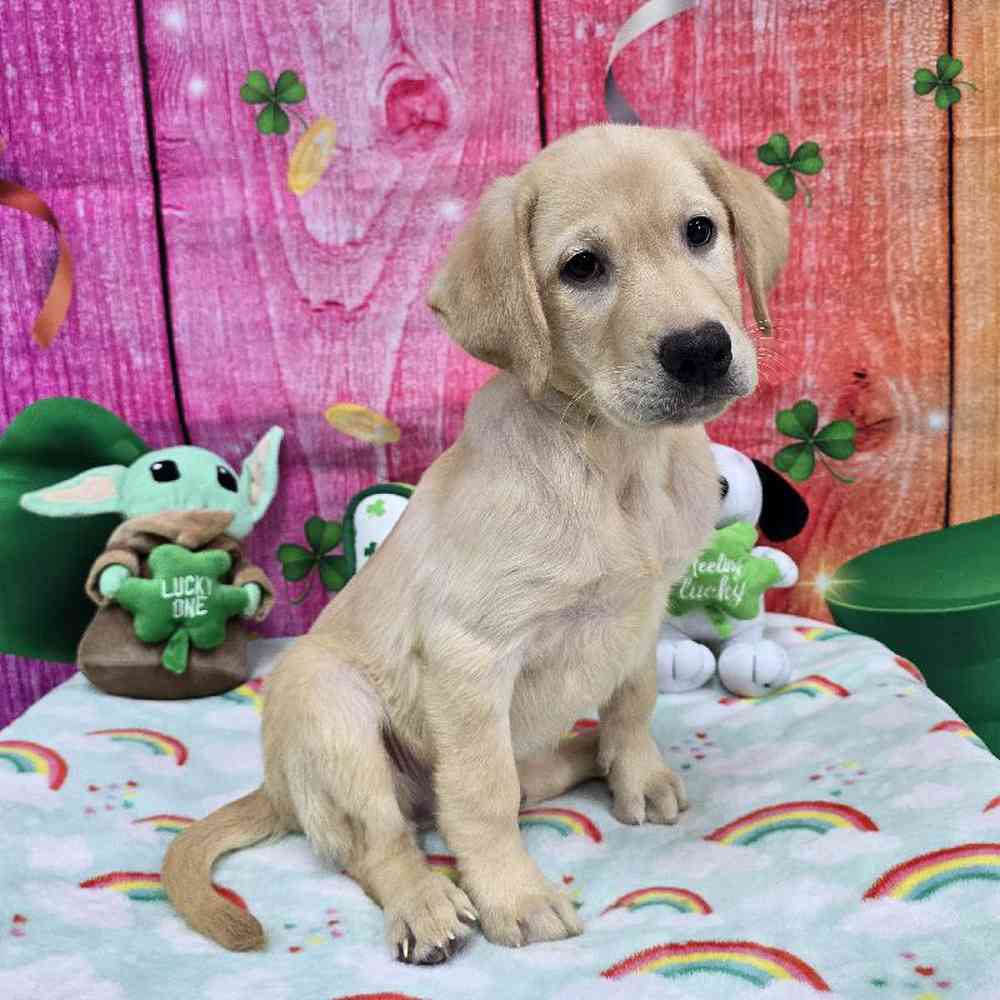 Male Labrador Retriever Puppy for Sale in Virginia Beach, VA