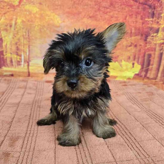 Yorkie