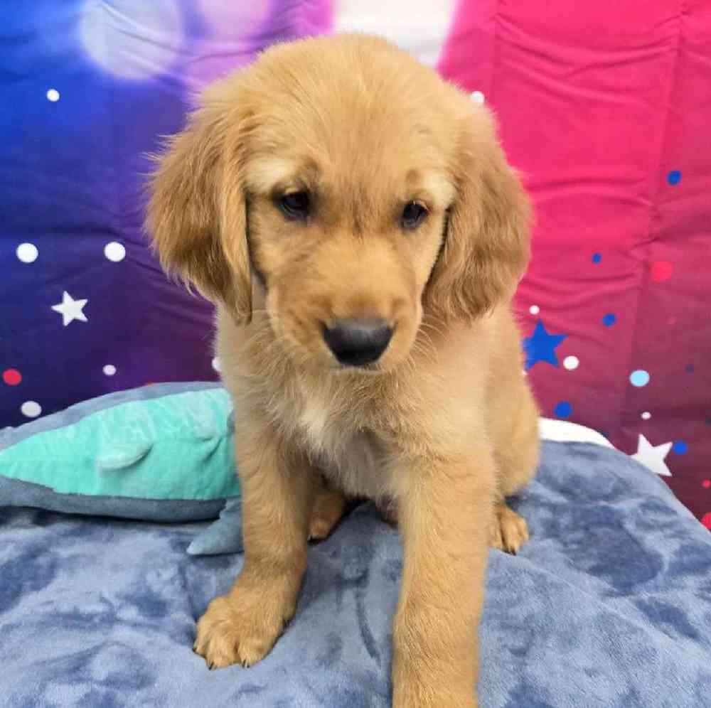 Male Golden Retriever Puppy for Sale in Virginia Beach, VA