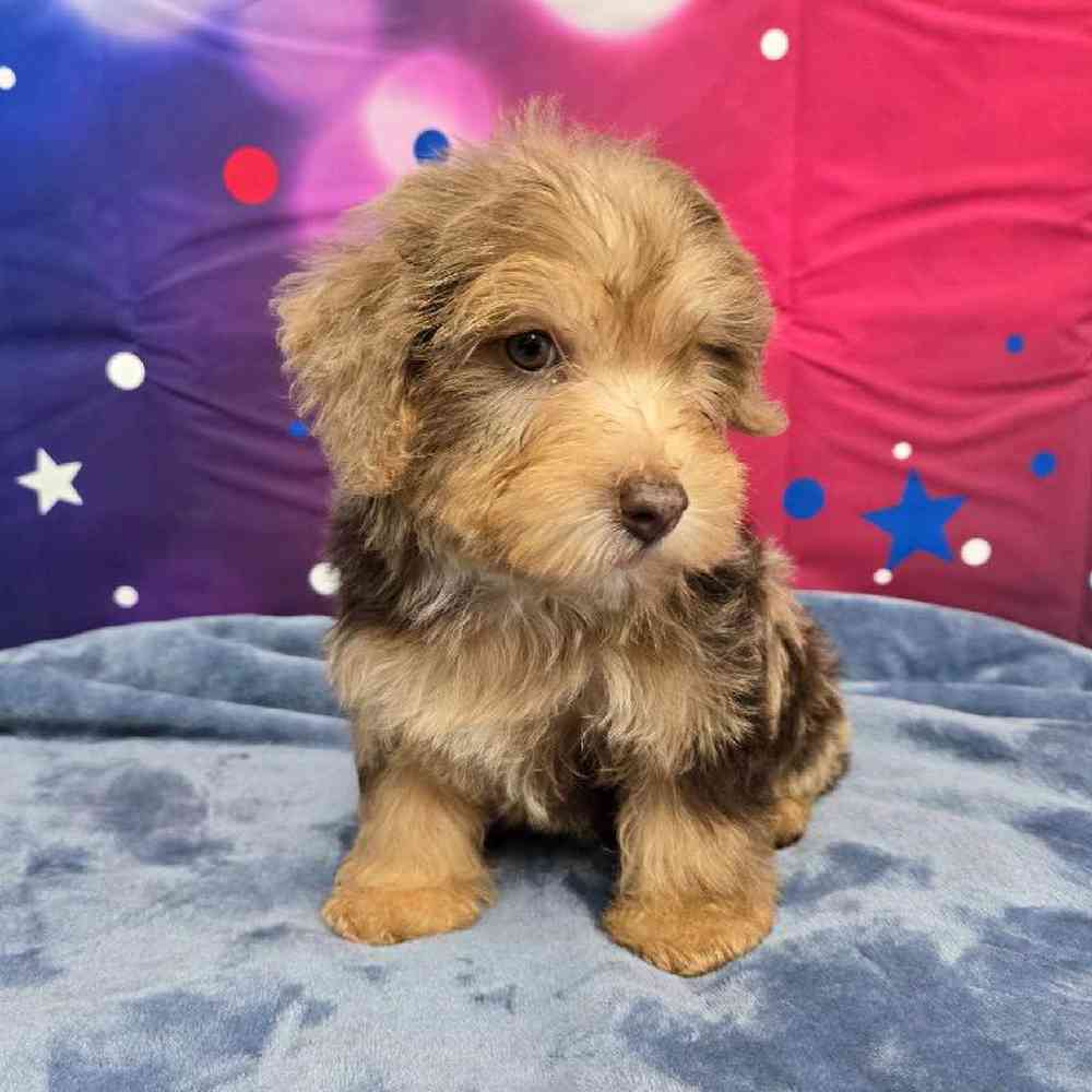 Male Yorkie-Poo Puppy for Sale in Virginia Beach, VA