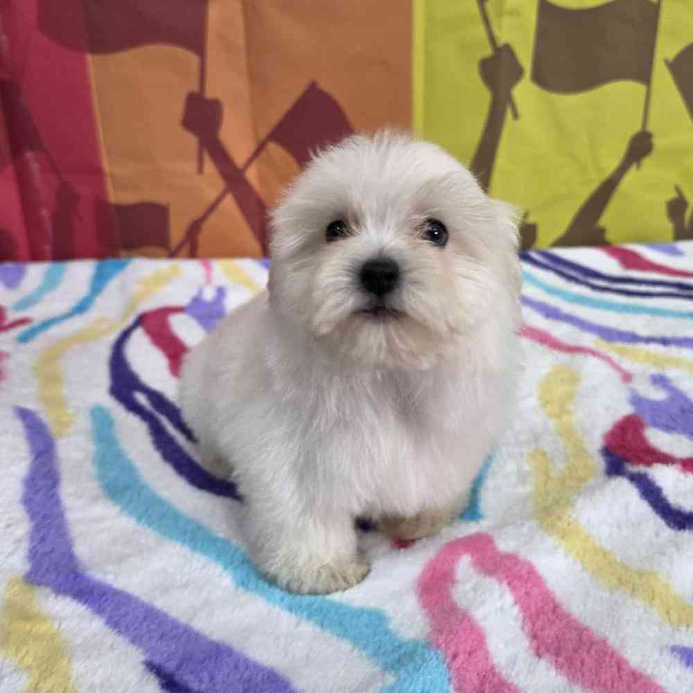 Male Maltese Puppy for Sale in Virginia Beach, VA