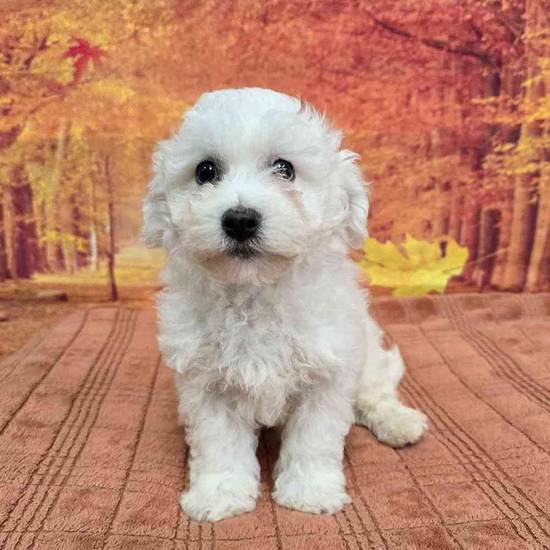 Bichon