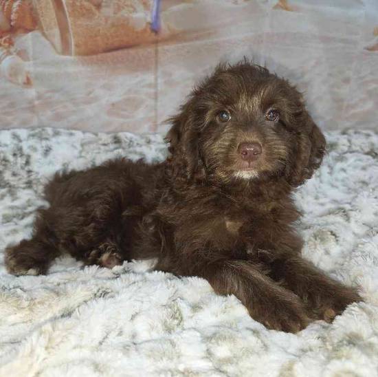 Cavapoo