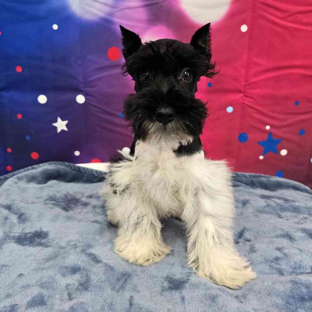 Male Mini Schnauzer Puppy for Sale in Virginia Beach, VA