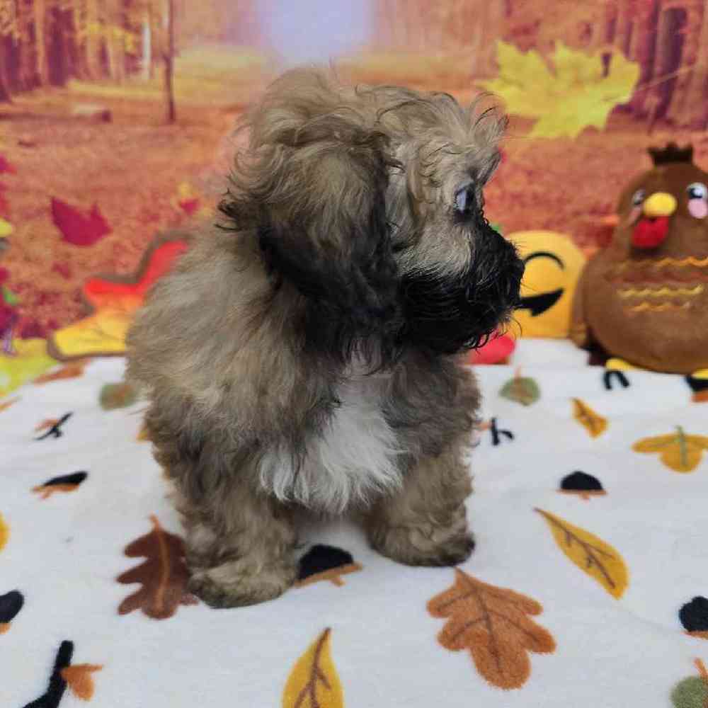 Male Shipoo Puppy for Sale in Virginia Beach, VA