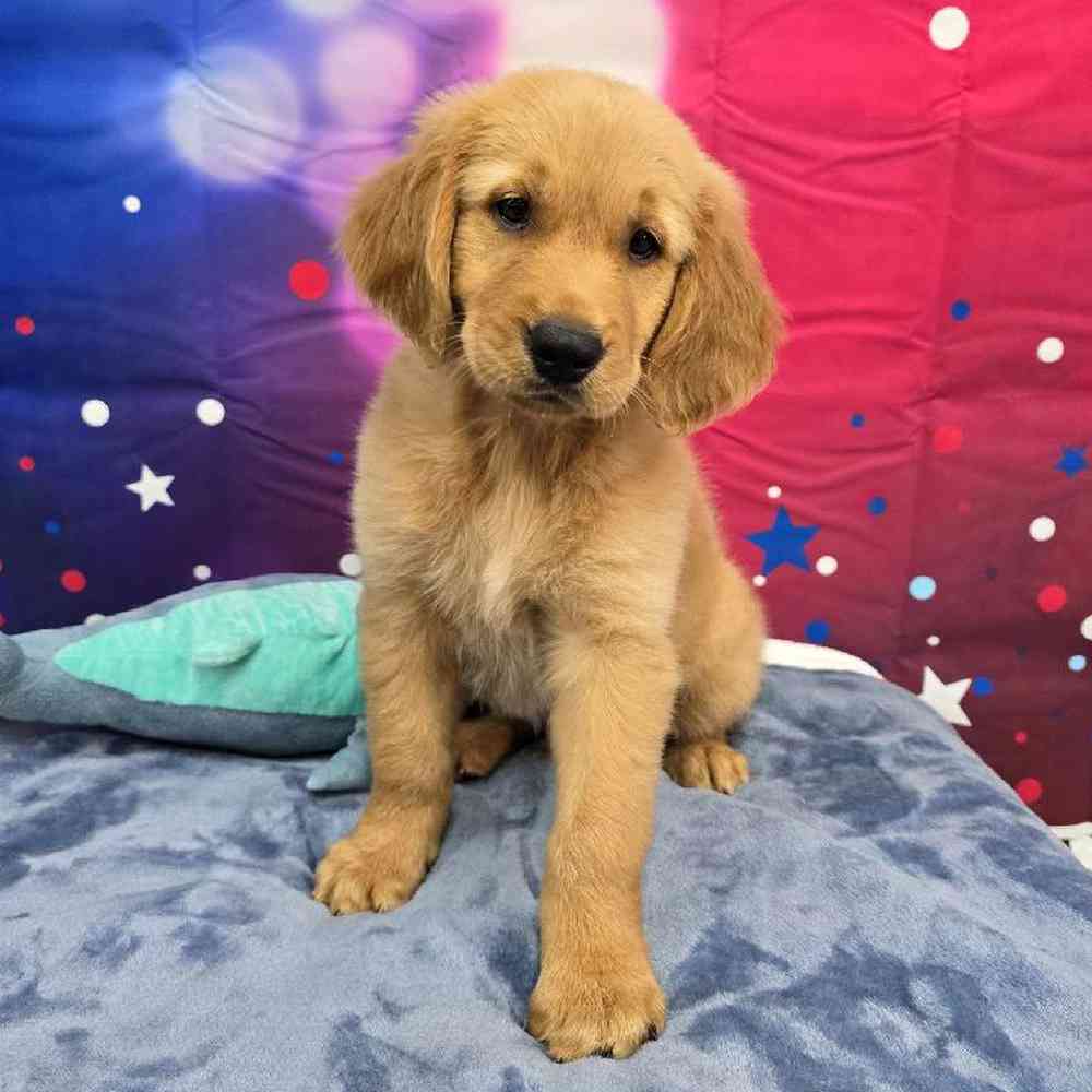 Male Golden Retriever Puppy for Sale in Virginia Beach, VA