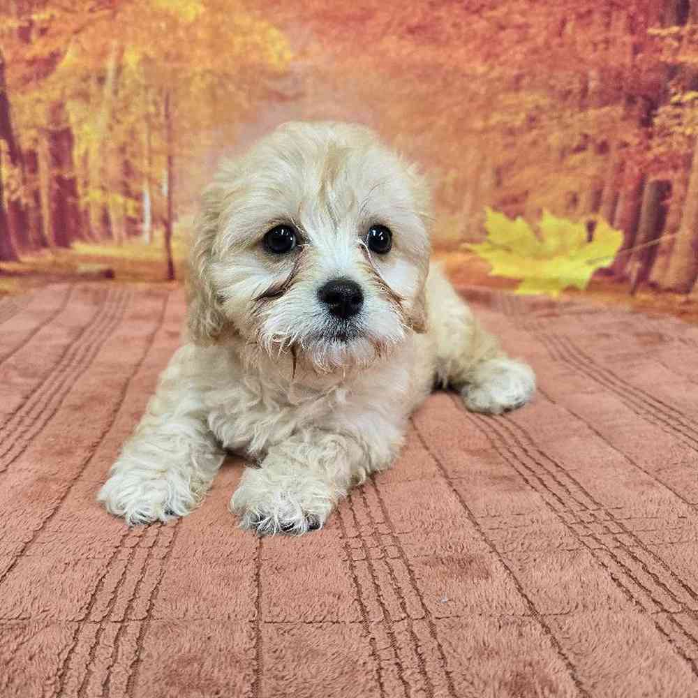 Female Cavachon Puppy for Sale in Virginia Beach, VA